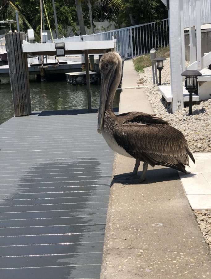 Pelican relaxing on the dock
