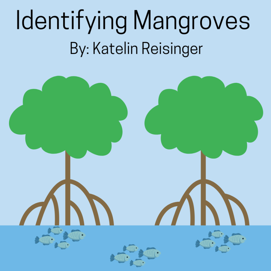 Identifying Mangroves