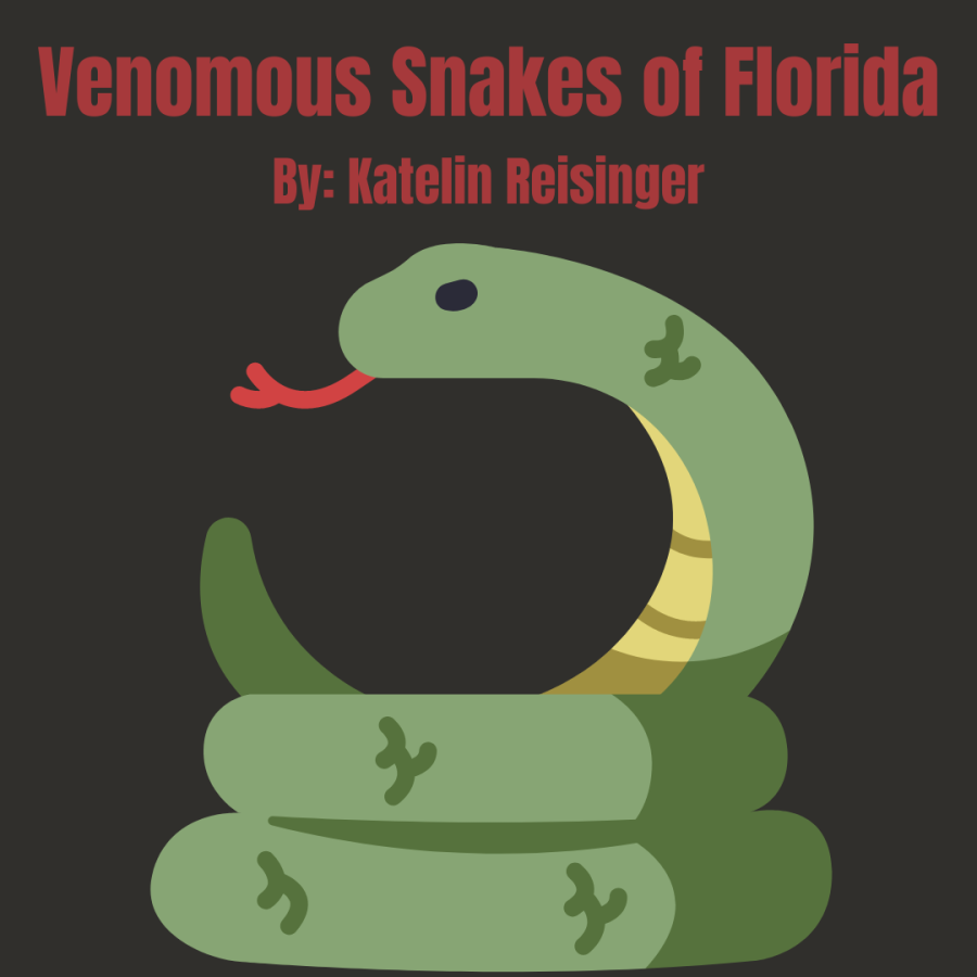 Venomous+Snakes+of+Florida