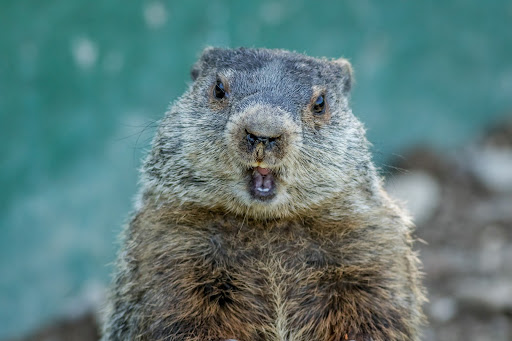 Happy Groundhog Day!!