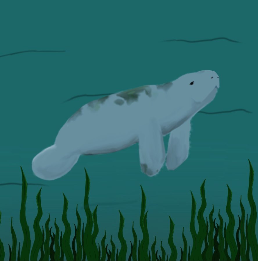 Manatees are native to Southwest Florida and are a pinnacle of our native marine life.