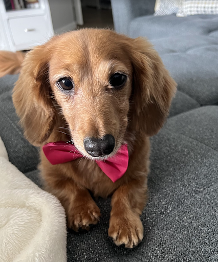 Princess, Mr. Swope's 7-year-old puppy