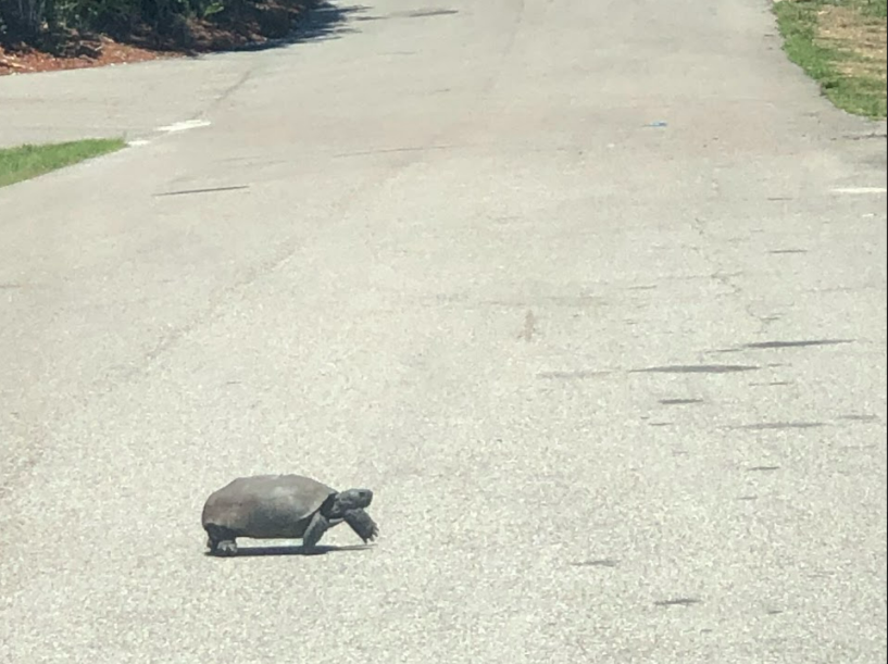 A Gopher Tortoise crossing the road back to its burrow.