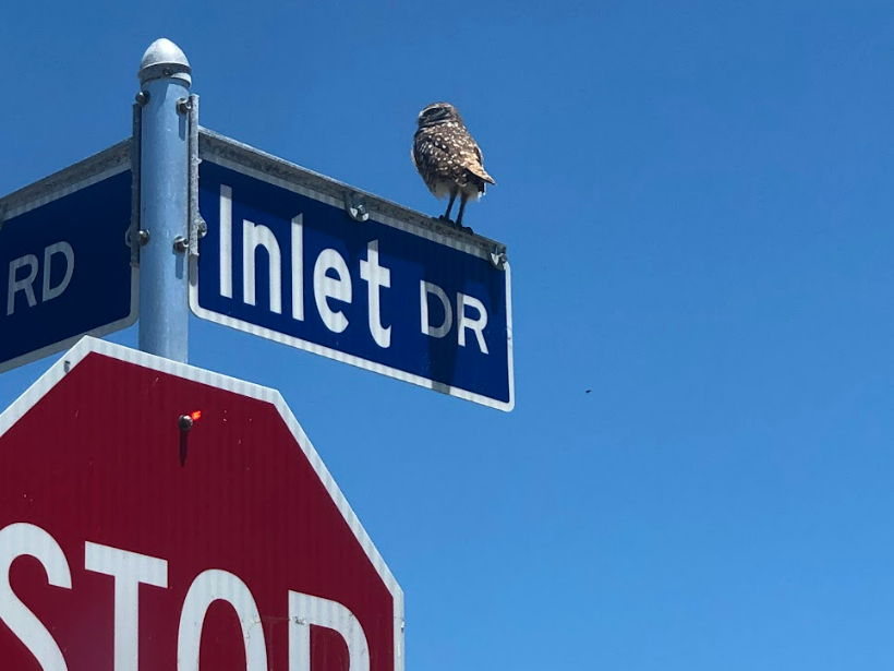 A Burrowing Owl resting on a sign calling to its mate.