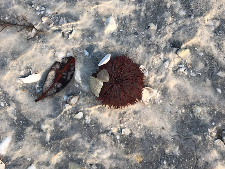 A Sea Urchin at low tide. Found at Keeywaden