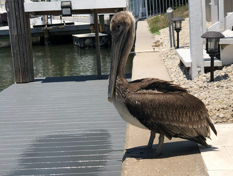 A Brown Pelican resting on a dock next to Tigertail Beach.