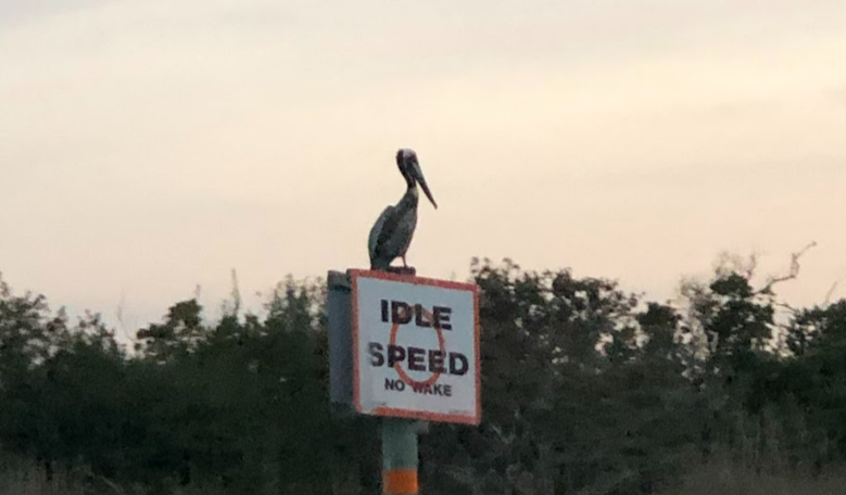  A Brown Pelican resting on a sign.