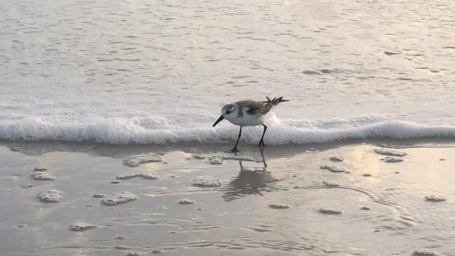 A Sandpiper hunting for food between the waves at Tigertail Beach.