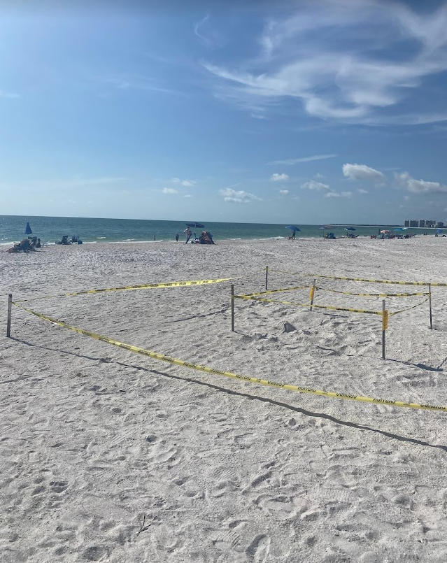 Sea turtle nesting is prominent along the shore of Marco Island.