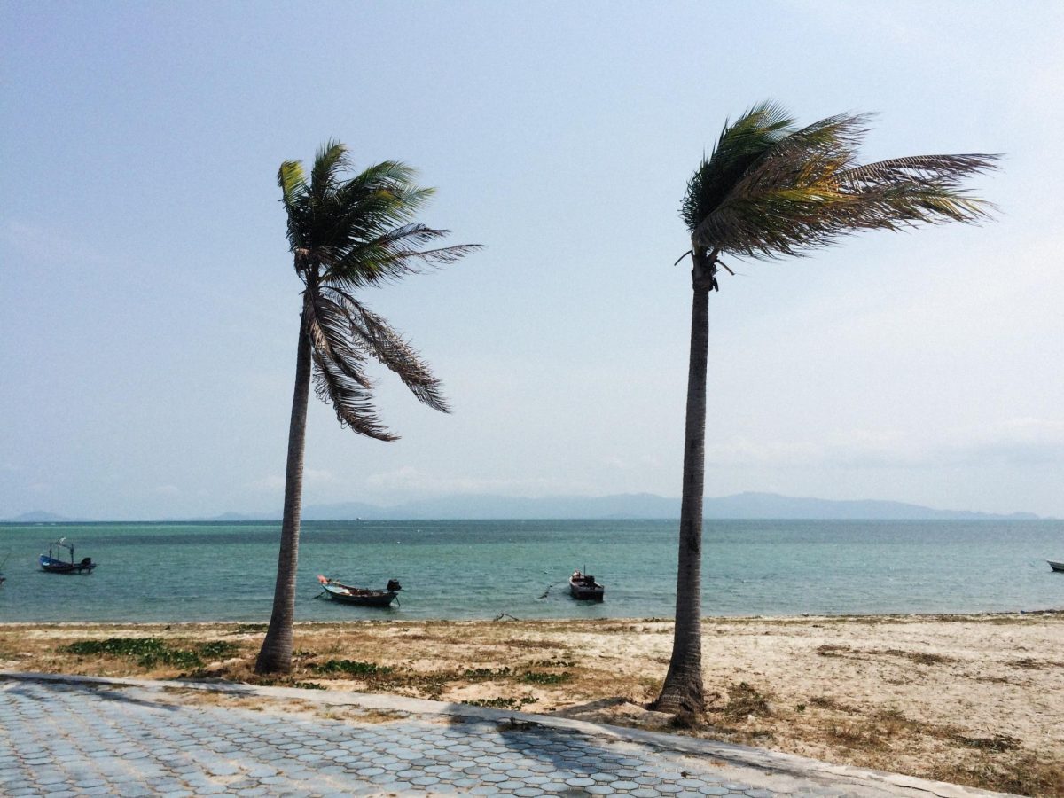 Photo+via+Unsplash+under+Unsplash+License++High+winds+blow+palm+tree+leaves+on+a+beach.