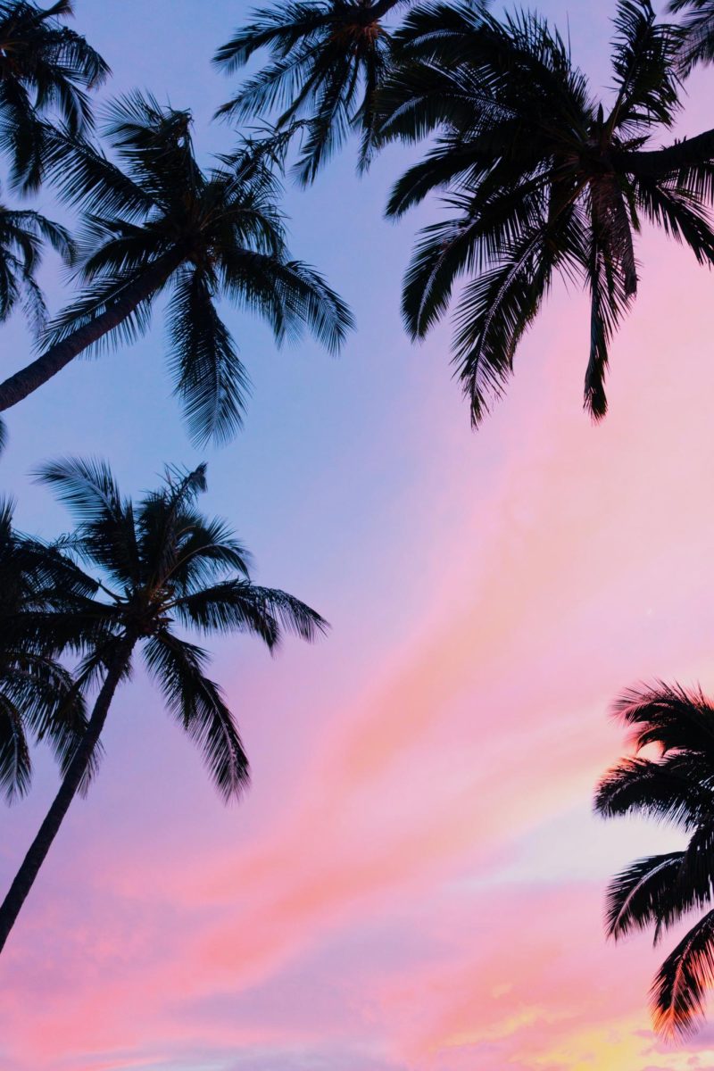 Photo via Unsplash under Unsplash License Palm tree leaves glow under blue skies during a heat wave.