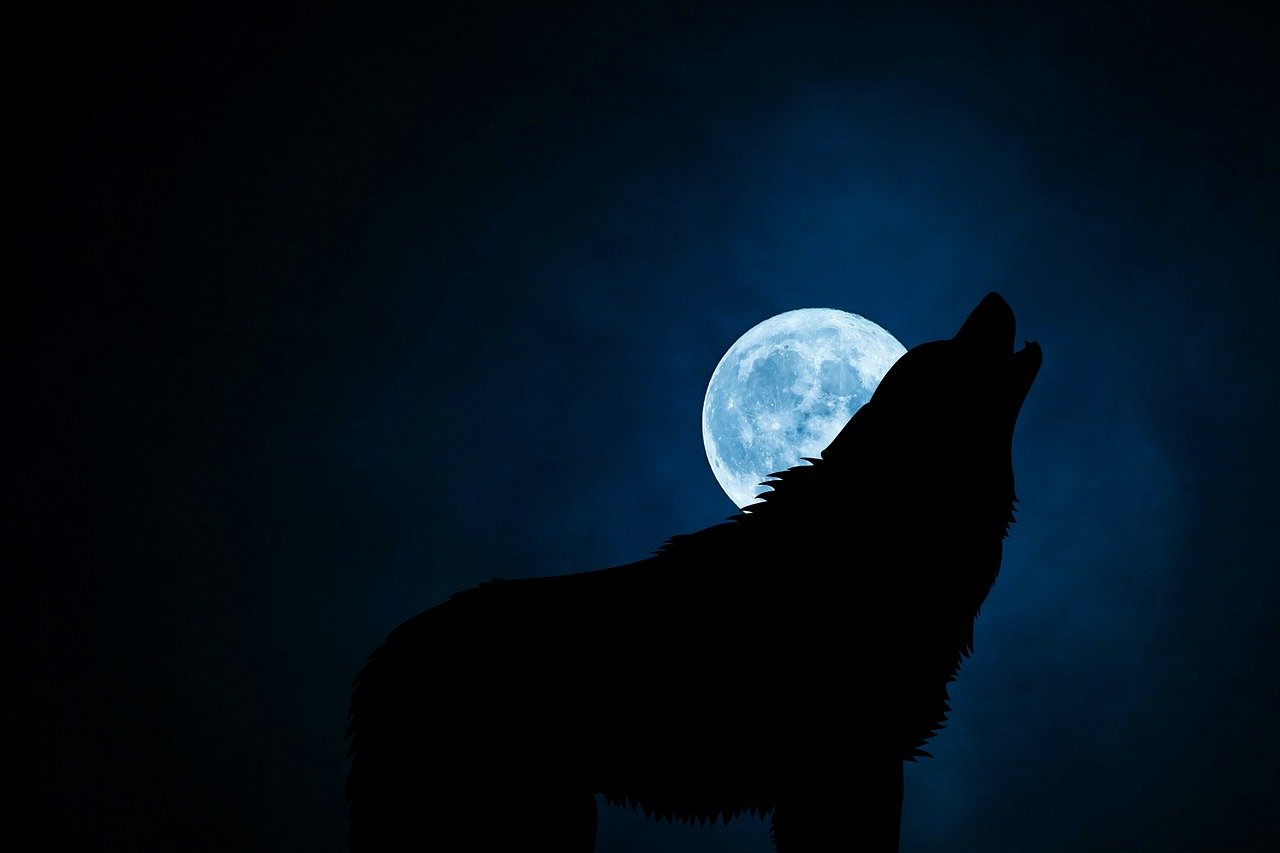 [Pixabay] Werewolves make their apearance in almost every Halloween tale, but why are they so feared?