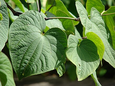 Photo credit to Forest & Kim Starr via Wikipedia Commons under Wikipedia Commons License
Photograph of a Kava plant in nature. 