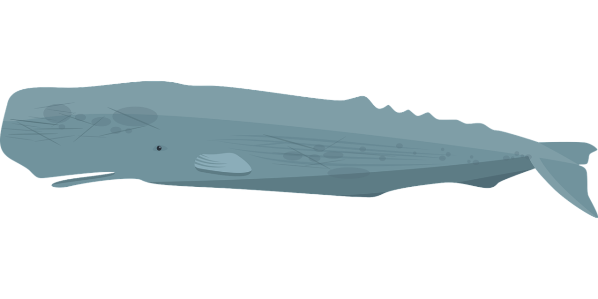 Photo credit to Daniel Roberts via Pixabay under Pixabay License
A sperm whale was found washed up on Venice Beach, FL. 