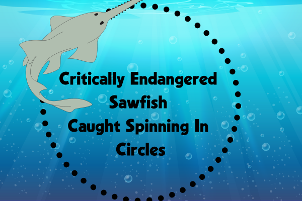 Critically Endangered Sawfish Caught Spinning In Circles