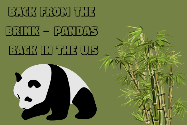 Back from the Brink – Pandas Back in the U.S