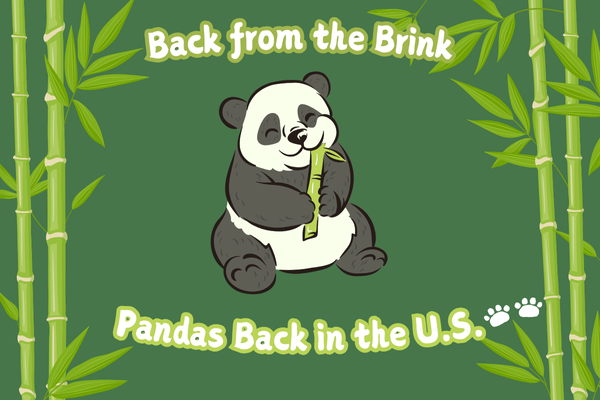 Cover image for "Back from the Brink - Pandas Back in the U.S.".