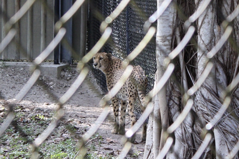 This cover image shows a Cheetah in their cage at The Naples Zoo, in Naples, Florida. 