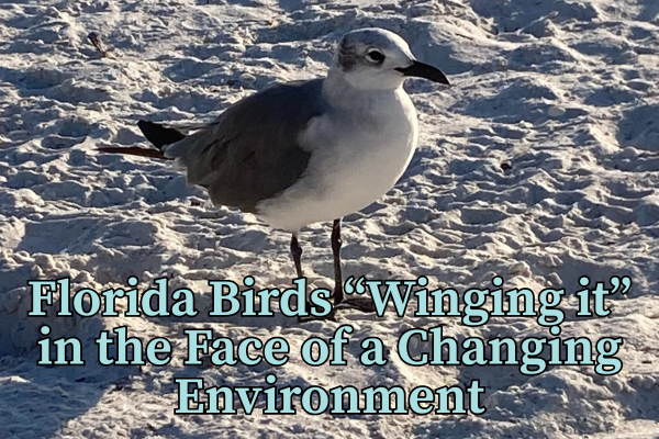 Florida Birds “Winging it” in the face of a Changing Environment