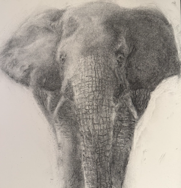 Realistic charcoal elephant drawing created by Jesus Nunez student artist.