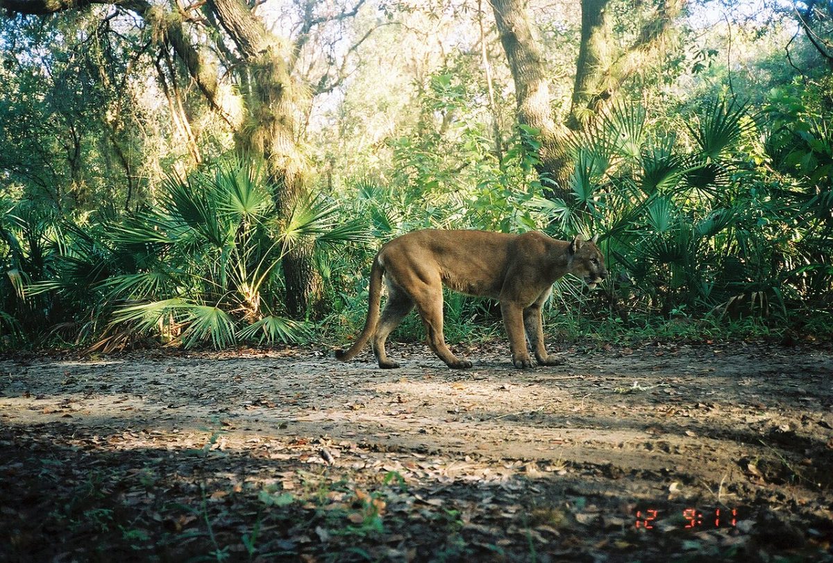 Florida Panther National Wildlife Refuge in Southwest Florida.
Photo credit to David Shindle for the Florida Fish and Wildlife Conservation Commission via Wikipedia Commons under Wikipedia Commons License’